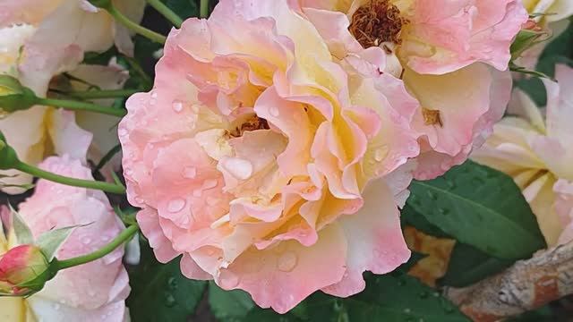 Вести с полей, серия 9 \\ Обо всем понемножку. смотреть онлайн