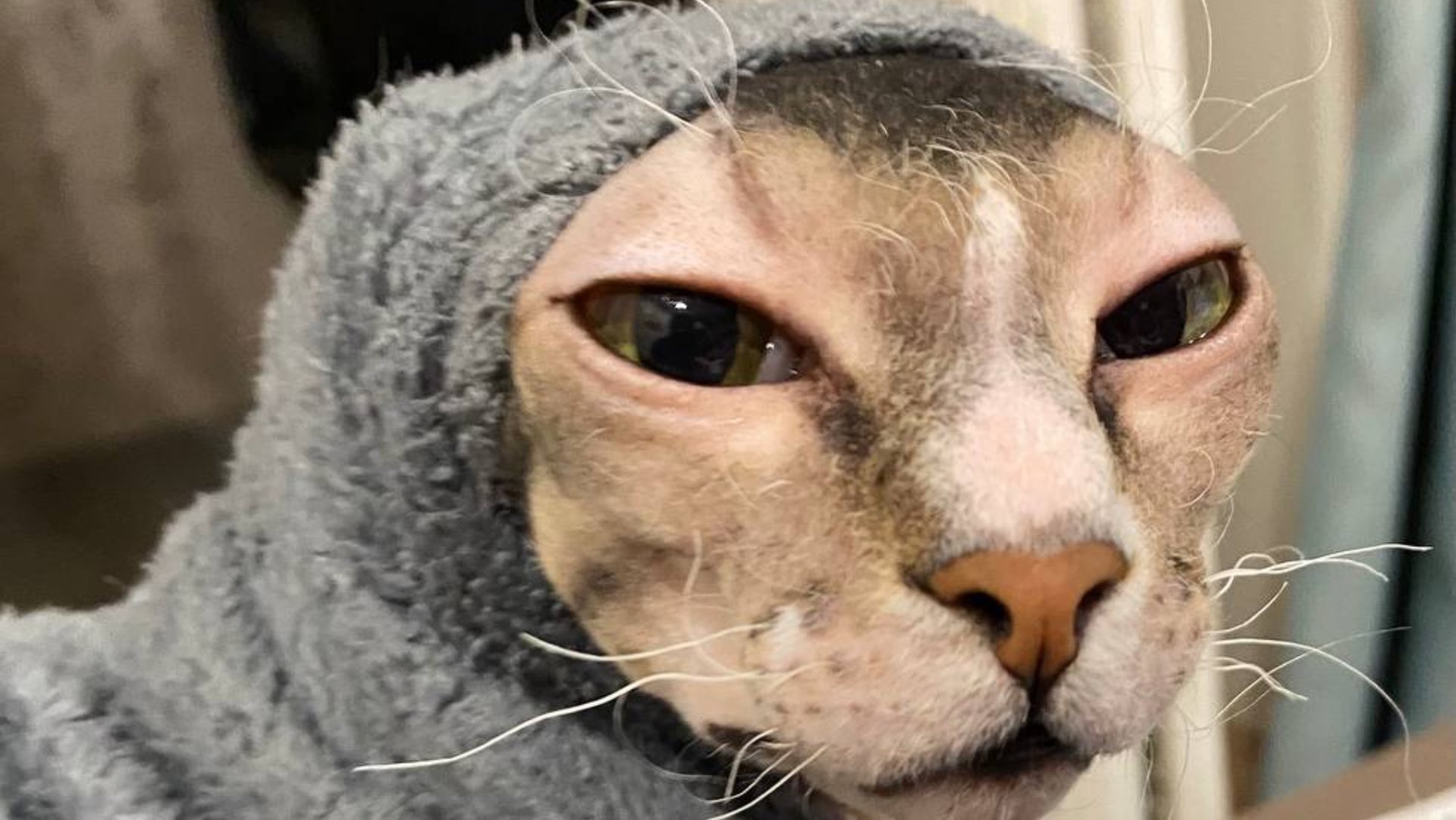 Первые шаги. Пушистая и лысый друг