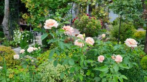 Цветы июля. Прогулка по саду 23 и 24.07.2023 г. Пятигорск, зона 6б-7а.