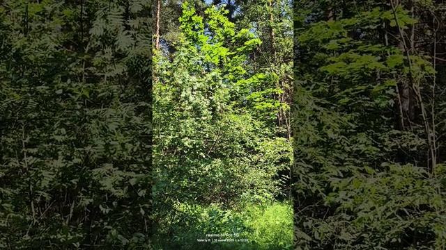 Подмосковный лес 16.06.2025 смотреть онлайн