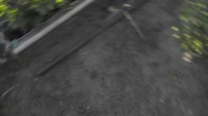 31. Цветение винограда заканчивается - вот результат. 22 июня 2025 г.