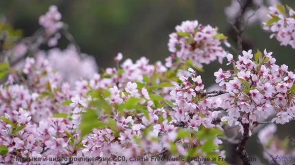 Леса открываются вместе с каждой новой нотой - Laughter -- Ketsa -- Light Rising