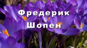 Фредерик Шопен. Прелюдия №4 ми-минор. Классическая музыка, музыка для души