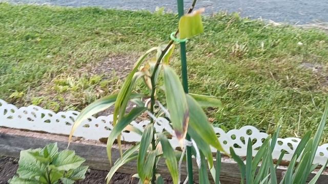 Отчёт по лилиям, которые я высаживала как эксперимент смотреть онлайн