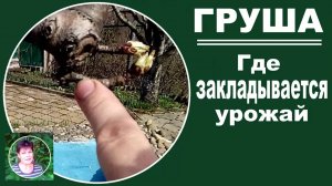 Как формировать грушу. Где на груше закладываются цветочные почки.