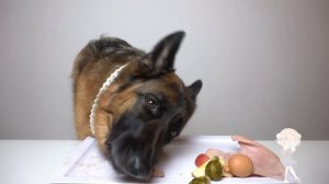 ❤️ Собака кушает разные вкусности - Залипательный релакс АСМР ❤️