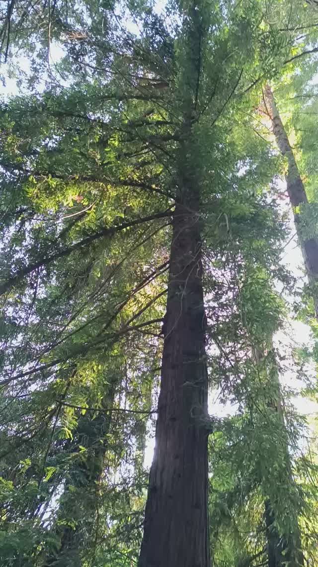 Деревья в парке Южные Культуры в Сириусе смотреть онлайн