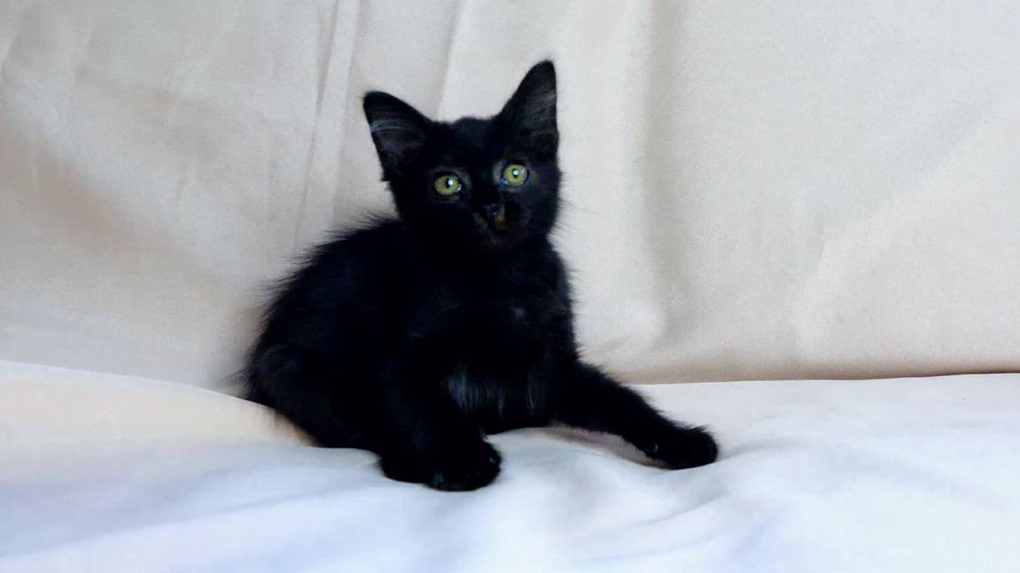 Черный котенок, которого усыновили. смотреть онлайн