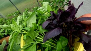 Как получить Шикарный урожай Базилика не один раз за сезон!!