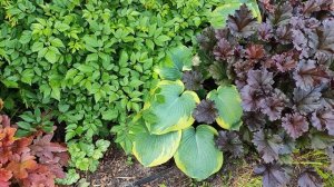 Миксбордер с названиями растений