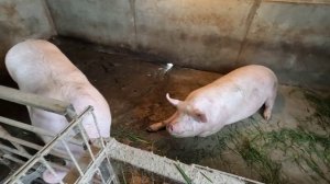 Прохолост не приятная история для свиновода