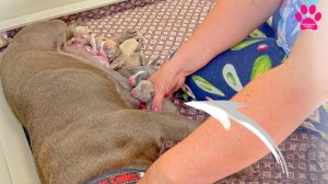 Первые 24 ЧАСА жизни щенков. Один щенок - СТРАННЫЙ!