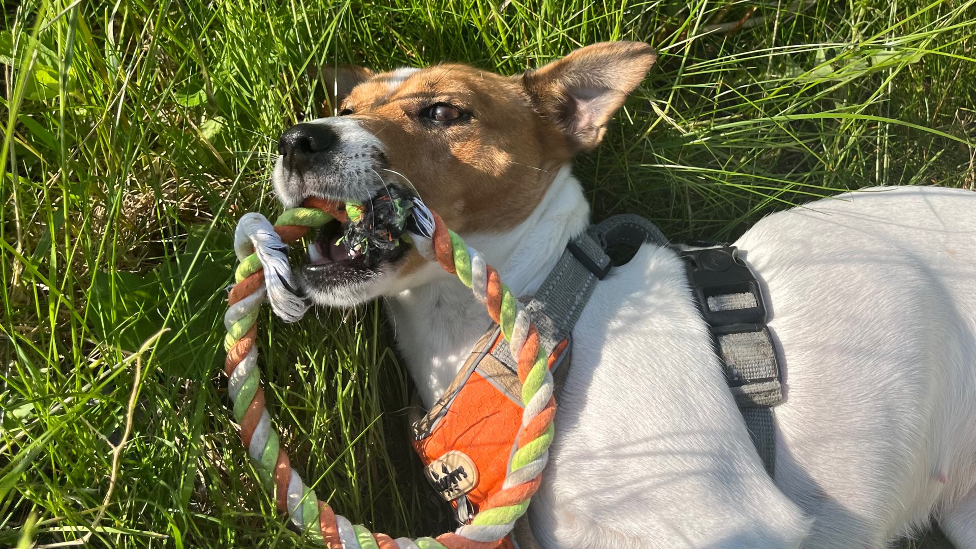 Джек-рассел-терьер. Вот так находочка 😂😂😂