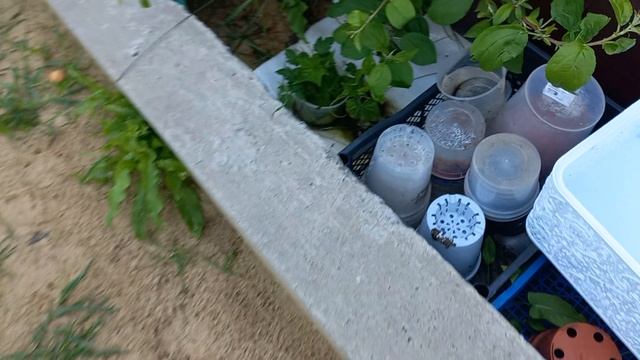 ВСЕ КОНЕЦ ?! Деревня .ЧТО ПОСЛЕ Дождей с Моим огородом .ЧТОБЫ ЕЕ СОХРАНИТЬ . смотреть онлайн