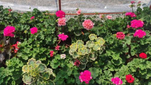 Чем подкормить пеларгонию летом для быстрого роста и пышного цветения. Из голых веток пышные кусты. смотреть онлайн