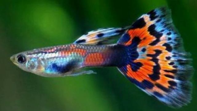 АКВАРИУМИСТИКА - ГУППИ - КРАСНЫЙ ДРАКОН