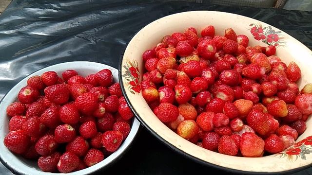 Собрала опять клубнику.