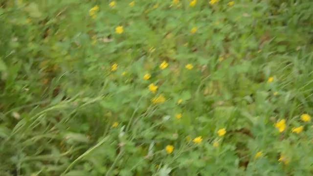 Мотыльки из под ног....