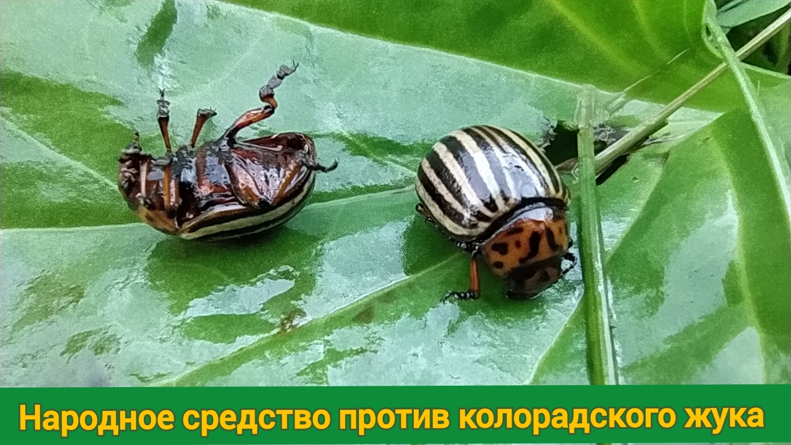 Самое эффективное народное средство против колорадского жука