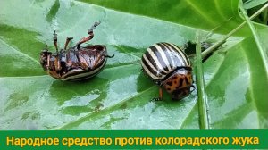 Самое эффективное народное средство против колорадского жука