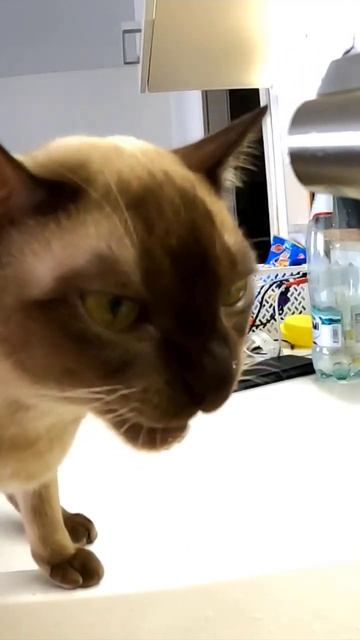#slowmo #cat #cutecat #бурма смотреть онлайн
