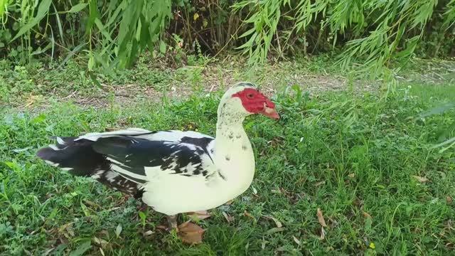 Орнитологический парк в Сириусе смотреть онлайн