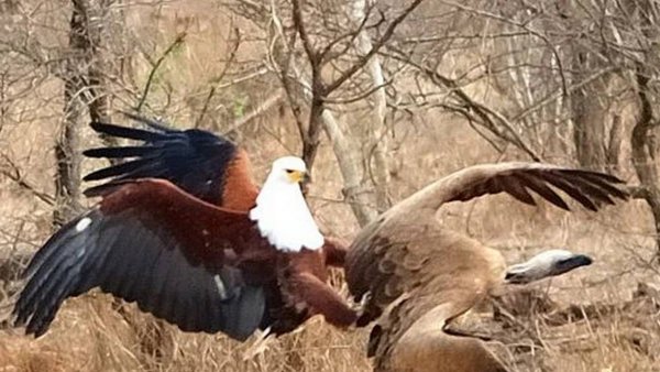 Как Африканский Орлан-Крикун побеждает ВСЕХ на реке!