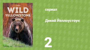 Дикий Йеллоустоун 2 серия «Лето гризли» (документальный сериал, 2015)