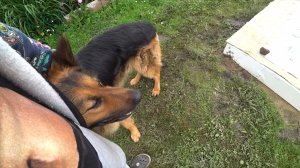 У Леночки на участке. Орис.