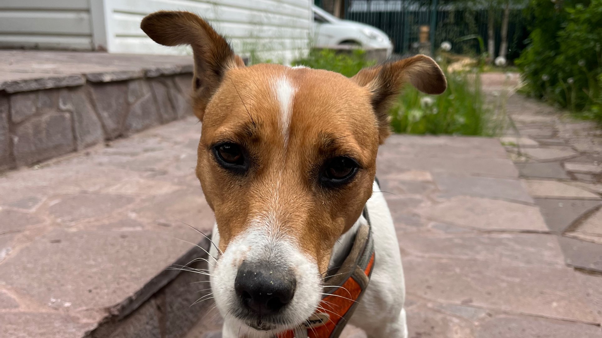 Джек-рассел-терьер. Опять что-то вкусненькое положили🥎🥎🥎