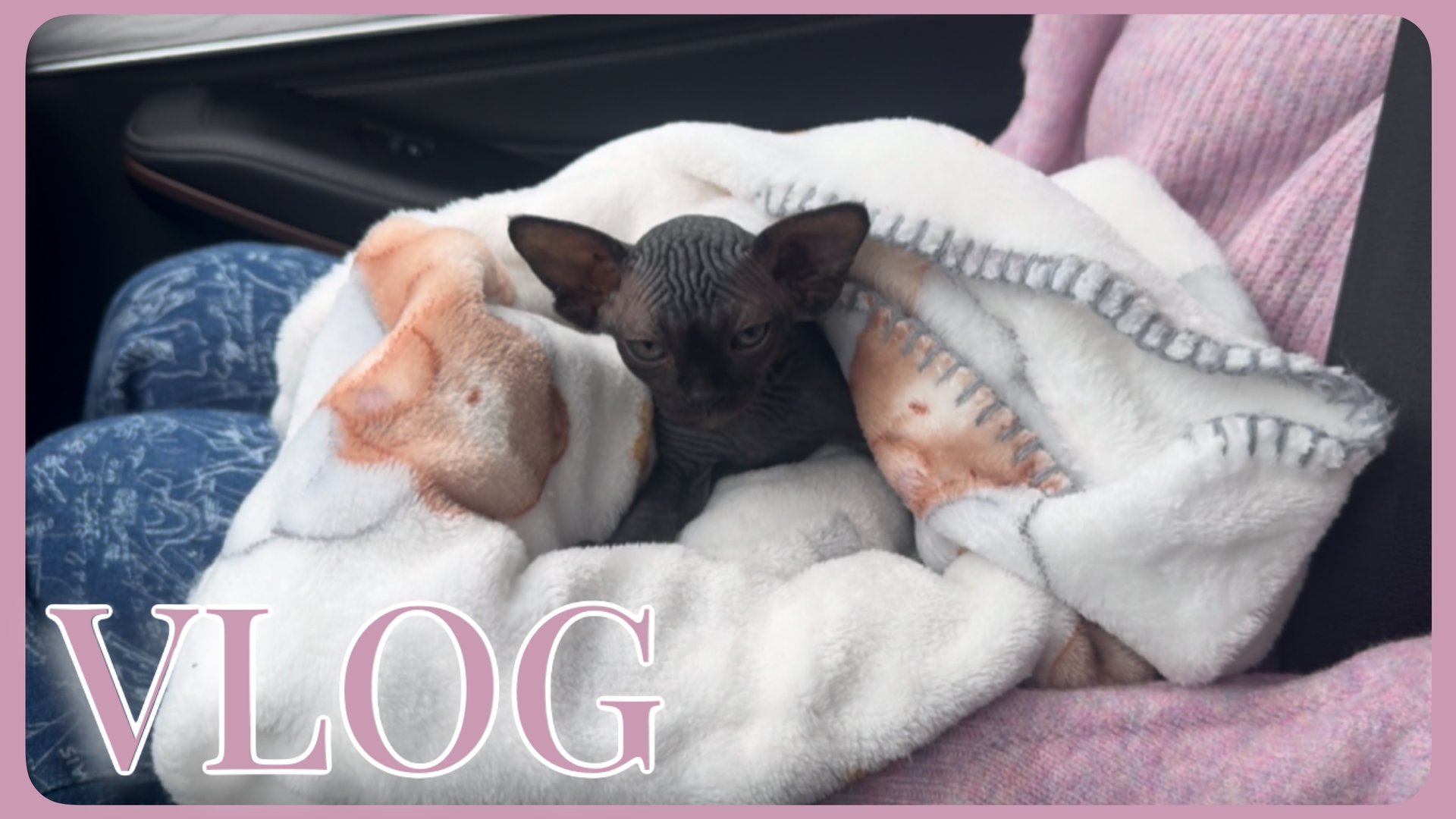 VLOG 21.06.2025 Купили сфинкса🐈⬛ смотреть онлайн