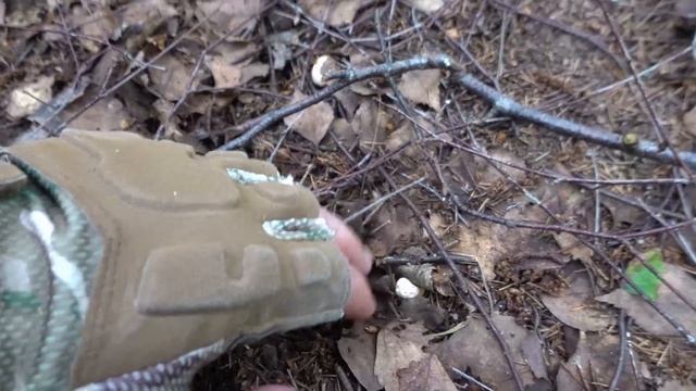 По грибы 2025! Открытие грибного сезона! Первые лисички!