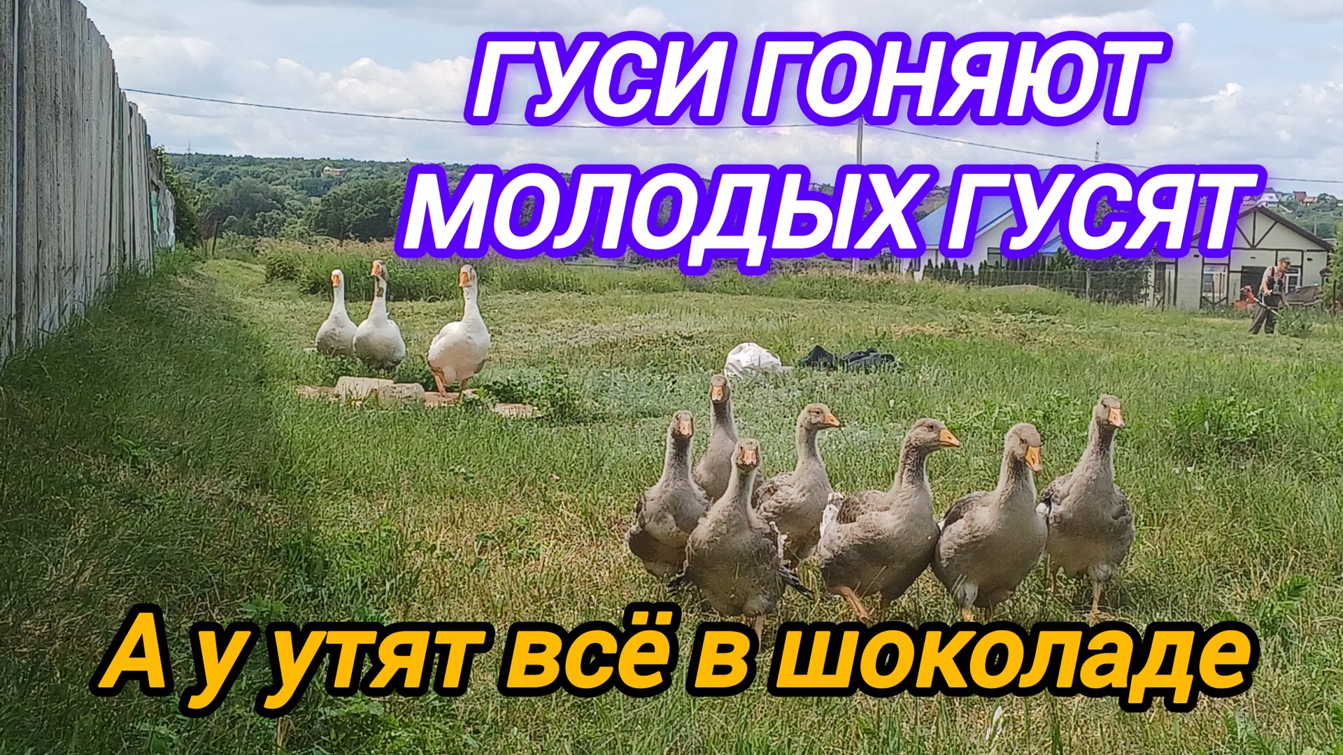 ГУСИ ГОТОВЫ ЗАГРЫЗТЬ ГУСЯТ. САМАЯ КРАСИВАЯ смотреть онлайн