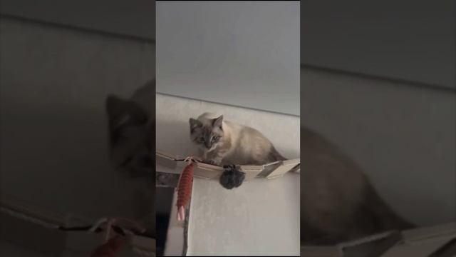 Не дают кушац