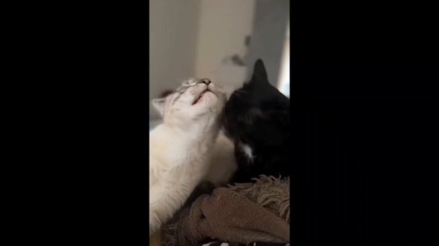 Кошачьи нежности