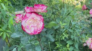 Наш крымский участок в июне Часть 1