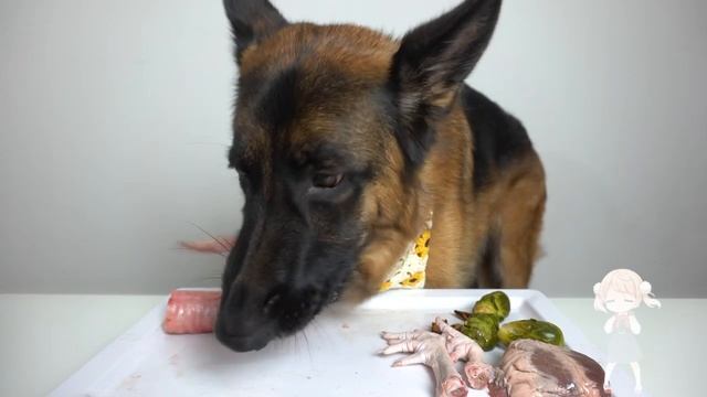 ❤️ Собака кушает разные вкусности - Залипательный релакс АСМР ❤️ смотреть онлайн