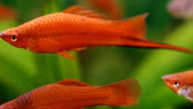 МЕЧЕНОСЦЫ ДЛЯ АКВАРИУМА