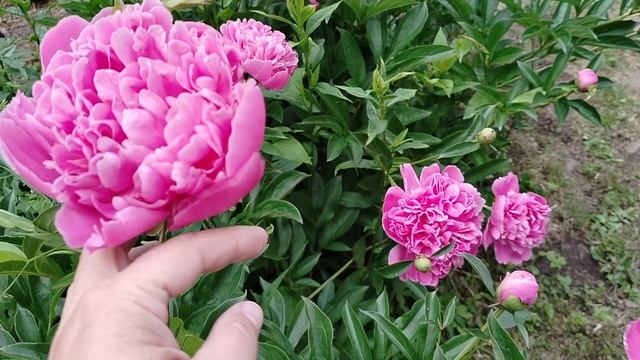 Пион 'Мсье Жюль Эли' (Monsieur Jules Elie) в нашем саду 2025 смотреть онлайн