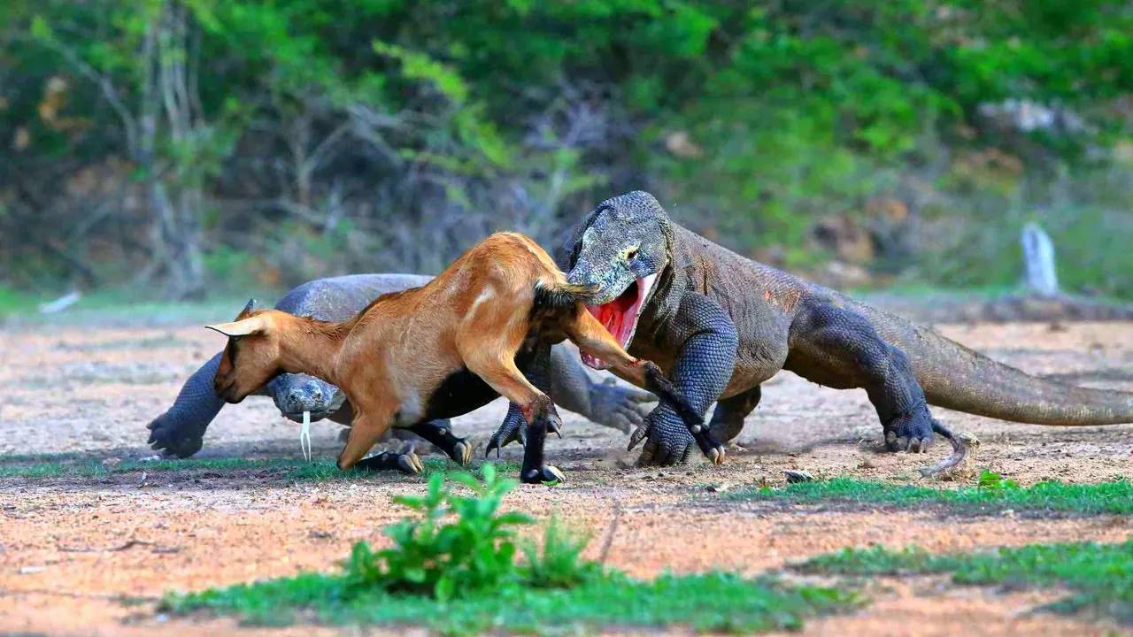 Это не ящерицы, а настоящие ДРАКОНЫ! Самые огромные ящерицы на планете смотреть онлайн