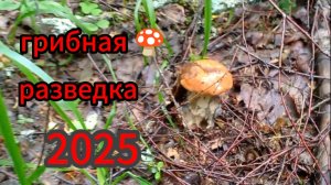 Грибная разведка 2025