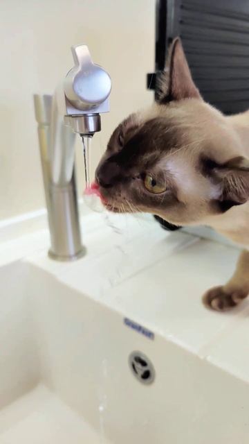 Муся пьёт воду #cat #cute #cutecat #бурма смотреть онлайн