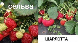 Ремонтантная клубника Шарлотта и Сельва