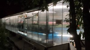 Ночной обзор цветущих пеларгоний. Часть первая. 20.06.2025