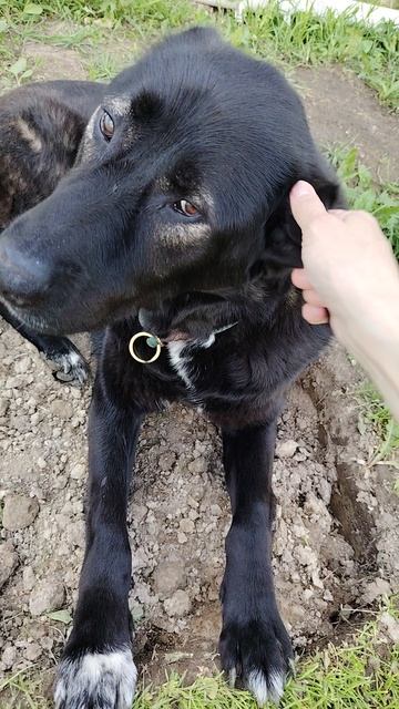 Любитель поспать в моей клумбе