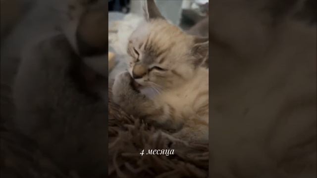 От маленького пушистика до наглой усатой морды