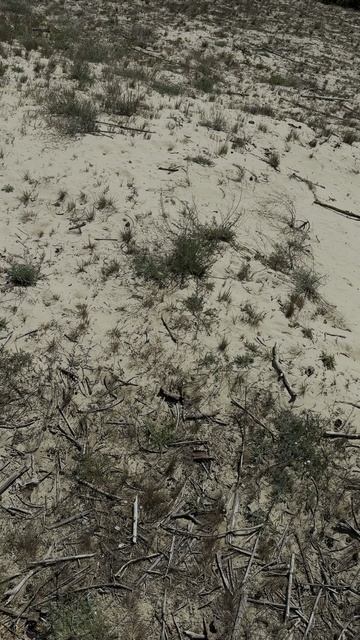 Куршская коса