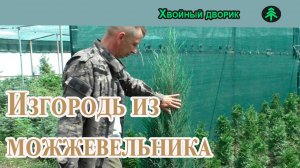 Что делать с можжевельником скальным, если он не держит форму, — один из вариантов!