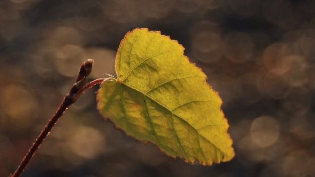 Осенняя зарисовка