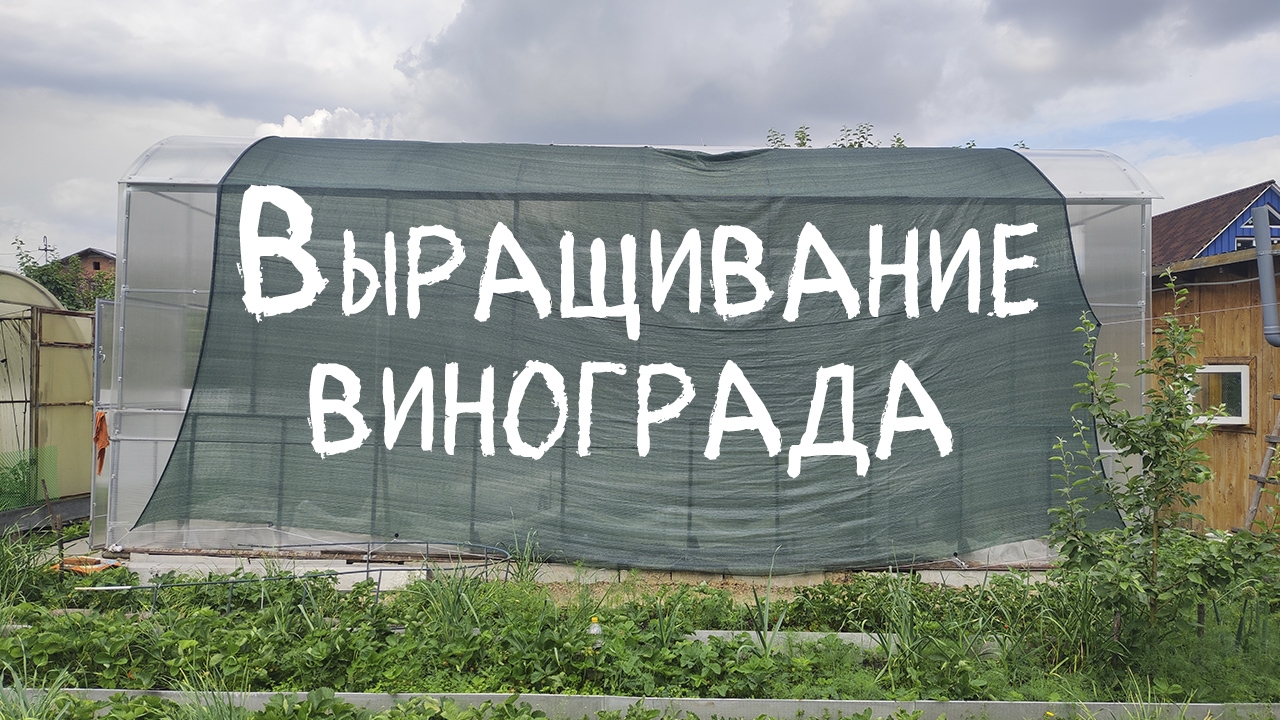 Выращивание винограда.